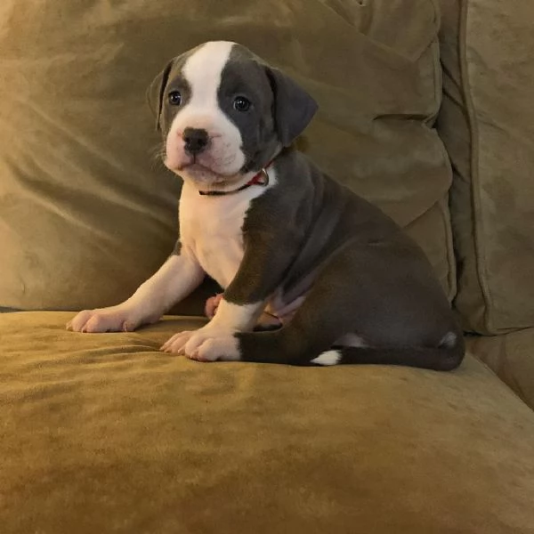 Cuccioli PITBULL americani maschi e femmine attivi in vendita | Foto 0