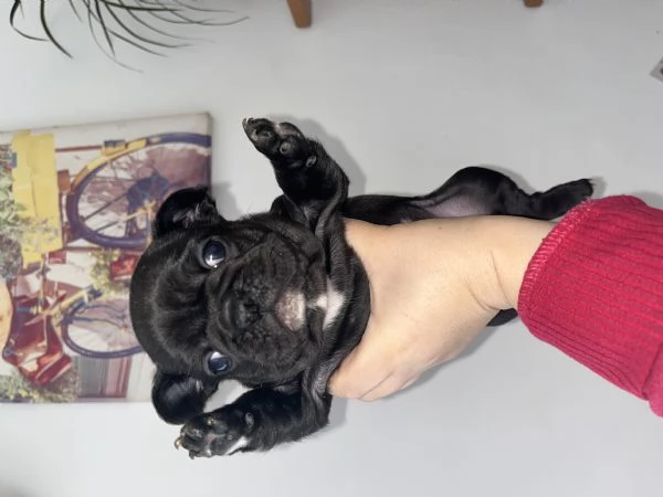 Cuccioli bulldog francese  | Foto 5