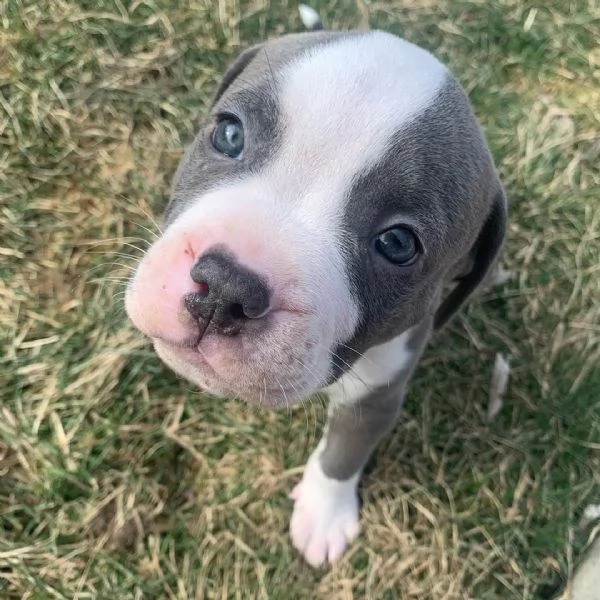 Bellissimi cuccioli di pitbull terrier americano per adozione immediata