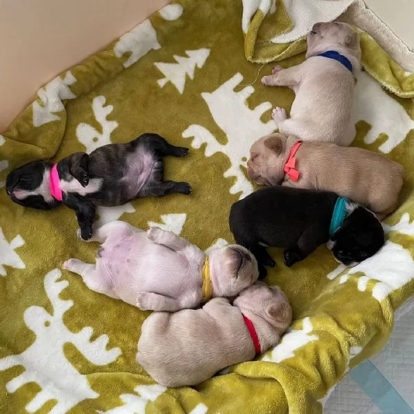 Regala cuccioli di bulldog francese | Foto 0