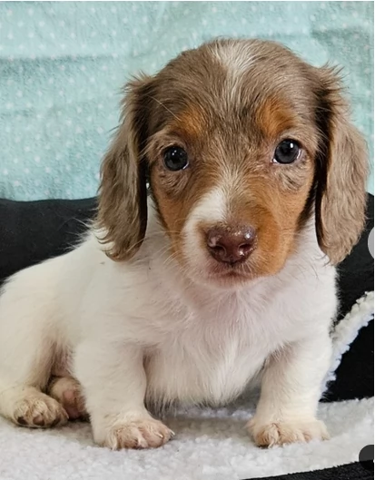 Squisiti cuccioli di bassotto di razza pura | Foto 0