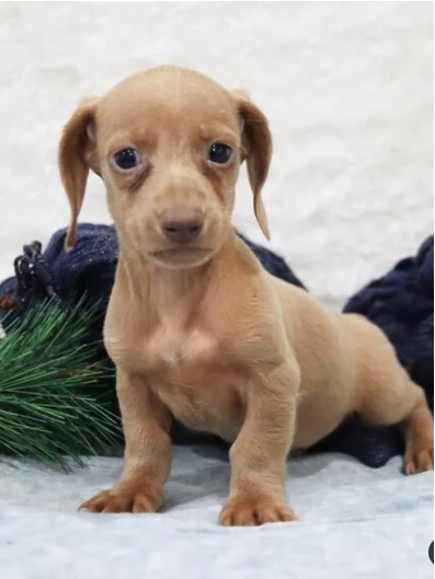 Mini cuccioli di bassotto di razza pura | Foto 3