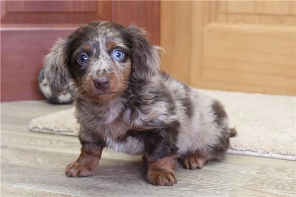 Cuccioli di Bassotto in miniatura. | Foto 0