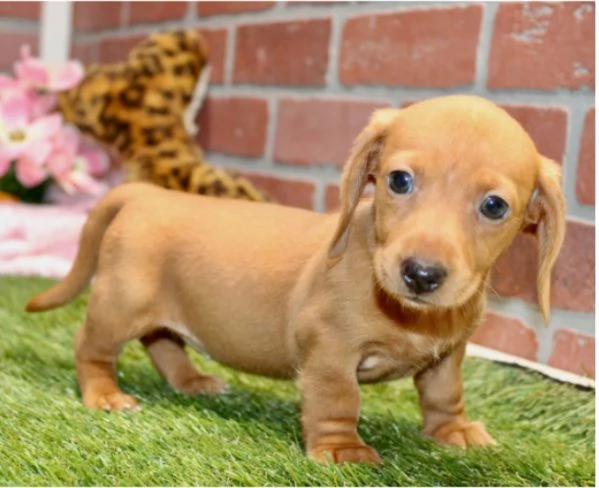 Cuccioli di Bassotto in miniatura.. | Foto 1