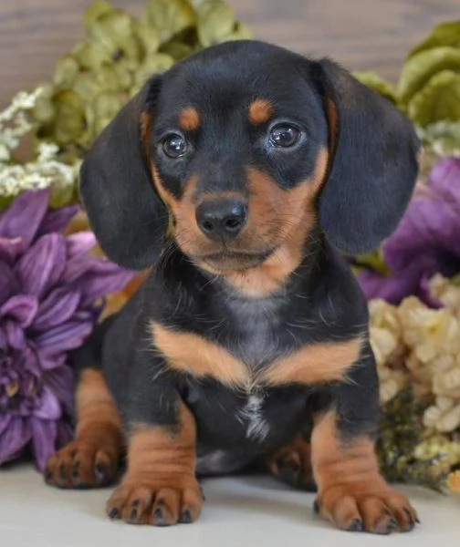 Cuccioli di Bassotto in Miniatura | Foto 0