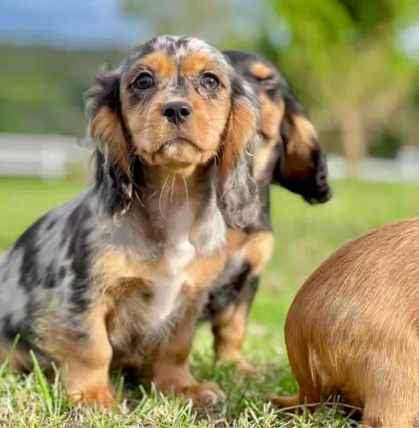 Cuccioli di Bassotto in miniatura |! | Foto 0