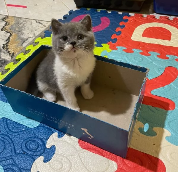 Cuccioli British shorthair