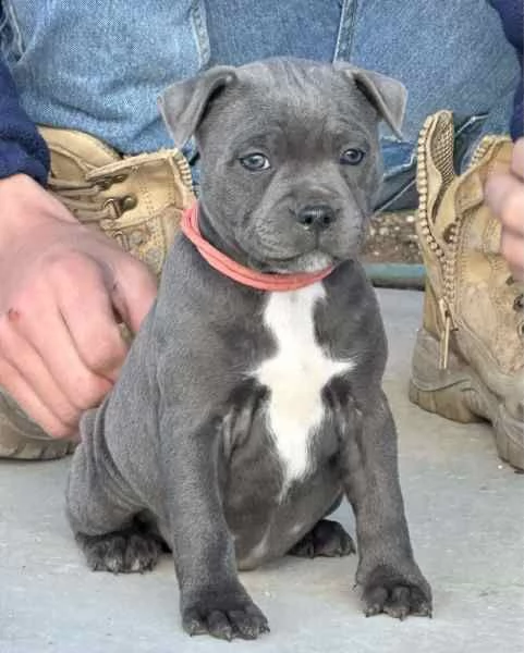 Cuccioli di Staffordshire Bull Terrier