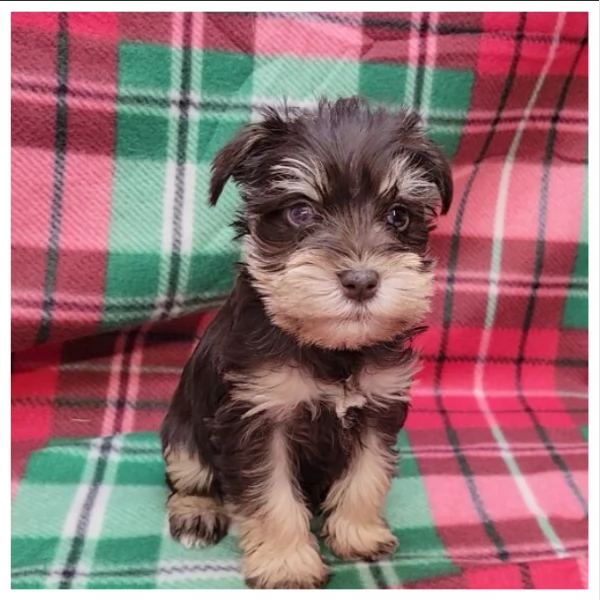 Bolle d'amore Schnauzer in Miniatura