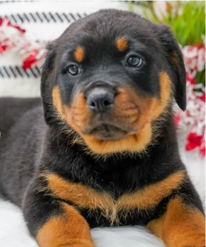 Vendo cuccioli di Rottweiler | Foto 2