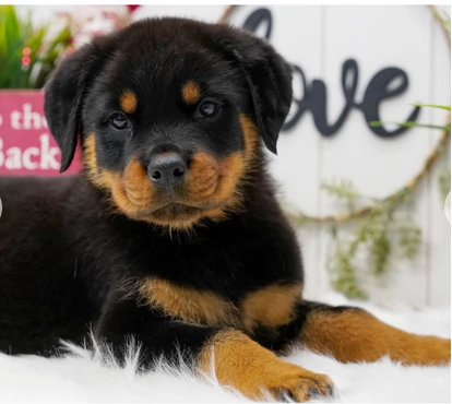 Vendo cuccioli di Rottweiler | Foto 1