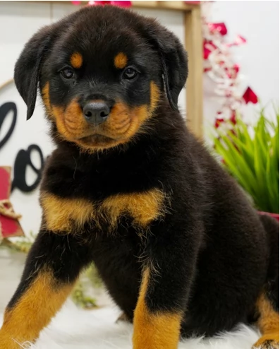 Vendo cuccioli di Rottweiler