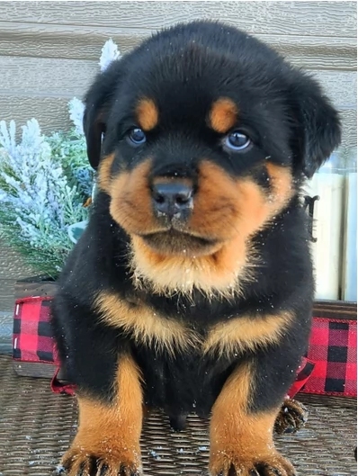 Vendo cuccioli di Rottweiler | Foto 0