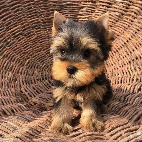 Piccoli cuccioli di Yorkshire Terrier  | Foto 2