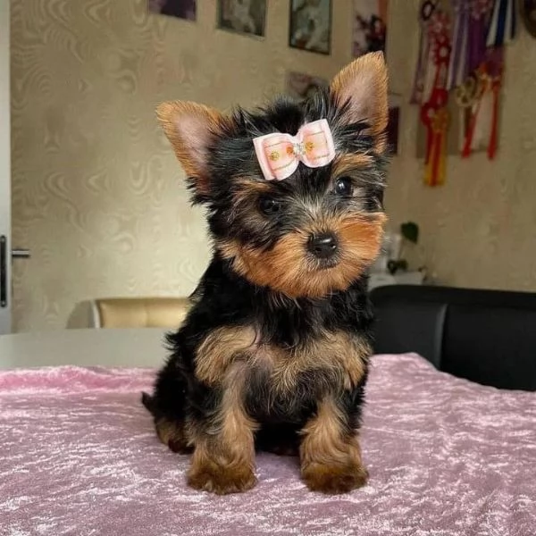 Piccoli cuccioli di Yorkshire Terrier 