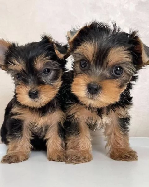 Piccoli cuccioli di Yorkshire Terrier  | Foto 1