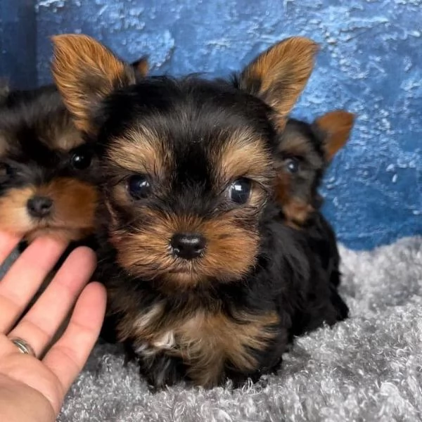 Piccoli cuccioli di Yorkshire Terrier  | Foto 0