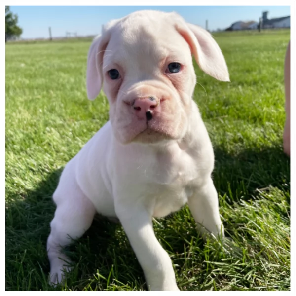 Cuccioli di Boxer di razza