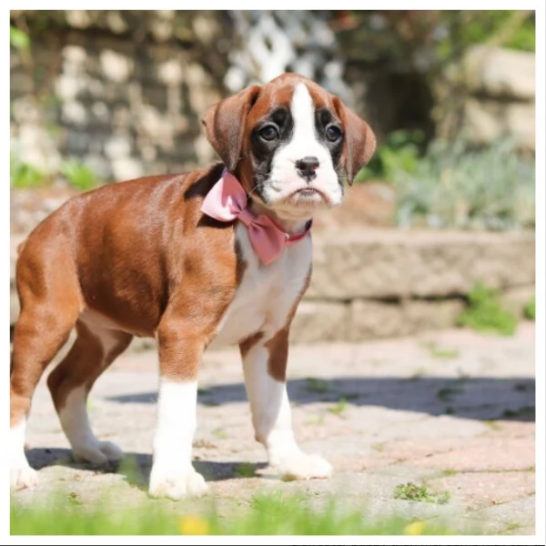 Cuccioli di Boxer di razza | Foto 0