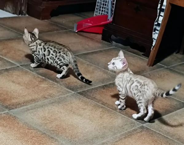 Cuccioli gatto bengala pedigree ENFI | Foto 3