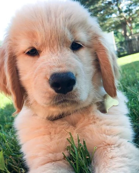 stupenda cucciolata di golden retriever da genitori 