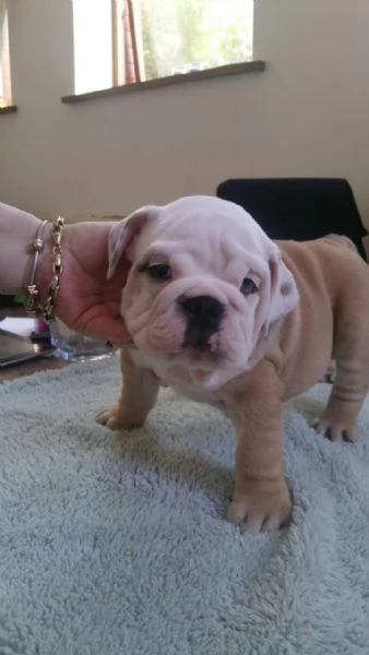 Incredibili cuccioli di bulldog inglese | Foto 0