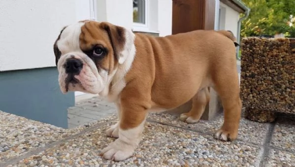 Incredibili cuccioli di bulldog inglese