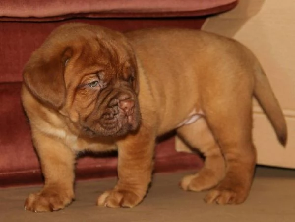 Cuccioli di bulldog Dogue De Bordeaux per una buona casa