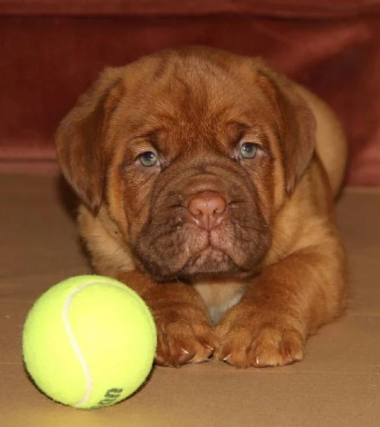 Cuccioli di bulldog Dogue De Bordeaux per una buona casa | Foto 0