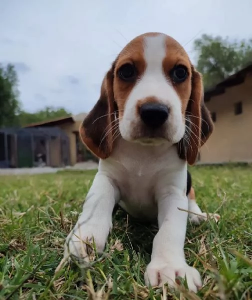 BEAGLE CUCCIOLI TRICOLORE