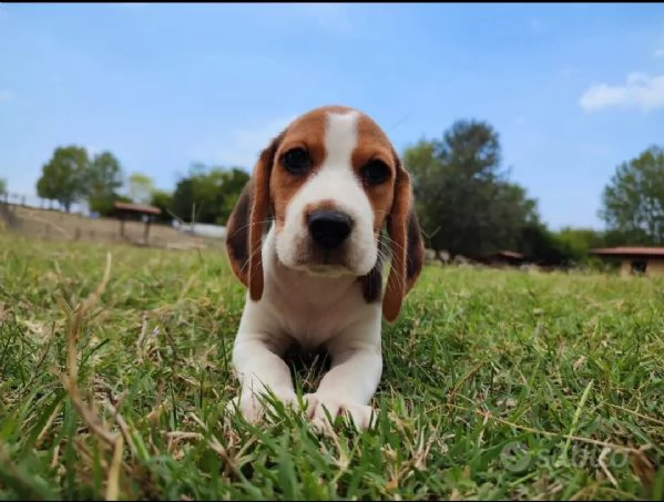 BEAGLE CUCCIOLI TRICOLORE | Foto 0