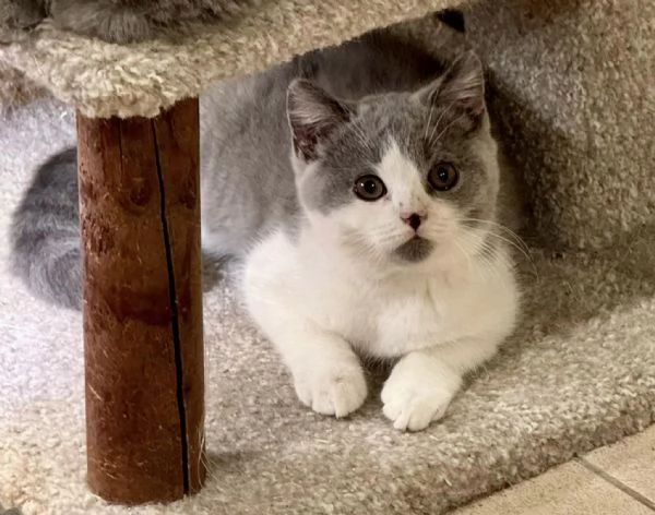 Due cucciole british shorthair