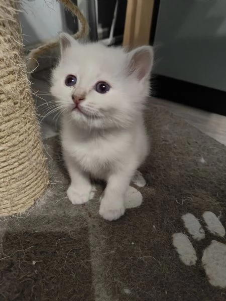 Cuccioli Sacro di Birmania  | Foto 6