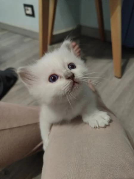 Cuccioli Sacro di Birmania  | Foto 3