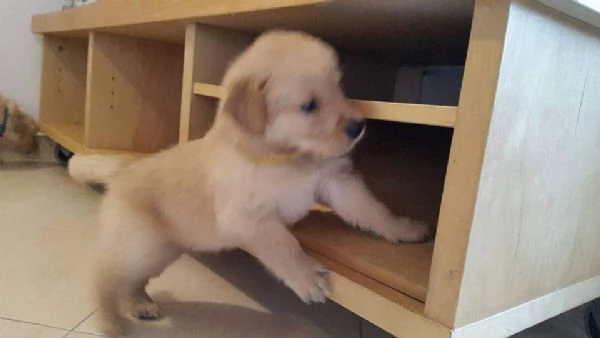 Cuccioli di Golden retriever miele