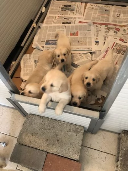 cuccioli di golden retriever con pedigree