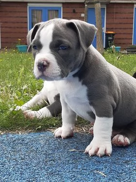 Cuccioli di pitbull.