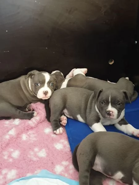 stupende cuccioli di Pitbull disponibili maschi e femmine | Foto 2