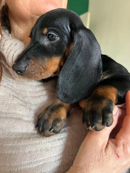 Cucciolo Bassotto Standard Maschio | Foto 0