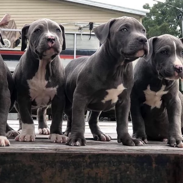  cuccioli di pitbullcercano casa 