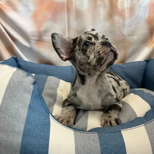 cucciolo di Bouledogue Francese blu merle maschio