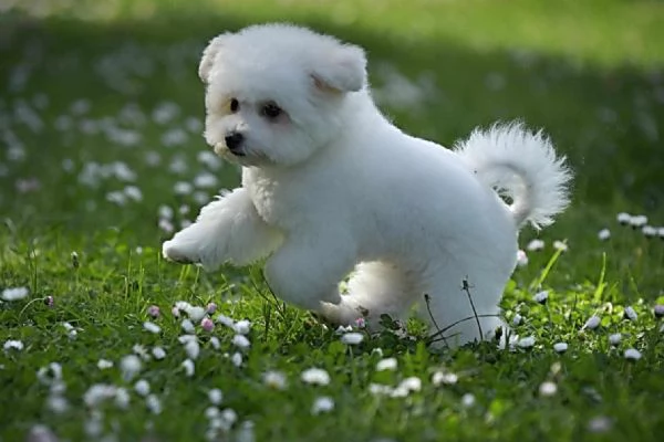 Bichon Frise cucciolo maschio | Foto 5