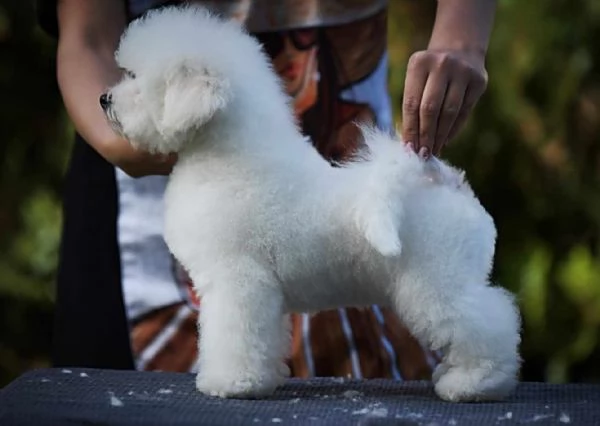 Bichon Frise cucciolo maschio | Foto 2