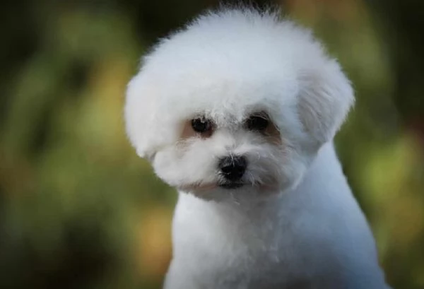 Bichon Frise cucciolo maschio | Foto 1