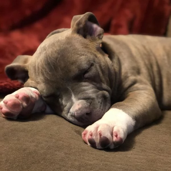  cuccioli di pitbull di razza pura | Foto 1