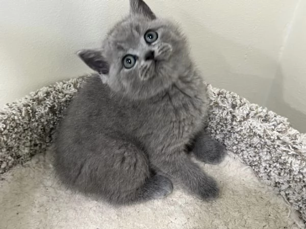 British Shorthair maschio e femmina