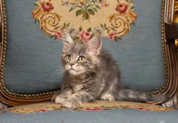 Maine Coon gattini 