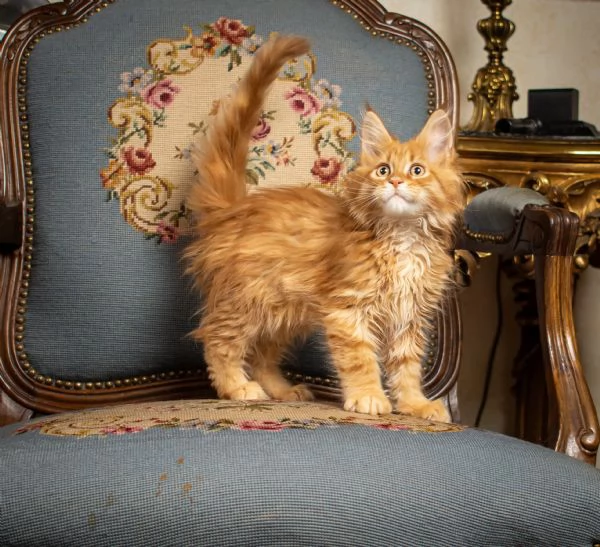 Maine Coon gattini  | Foto 0