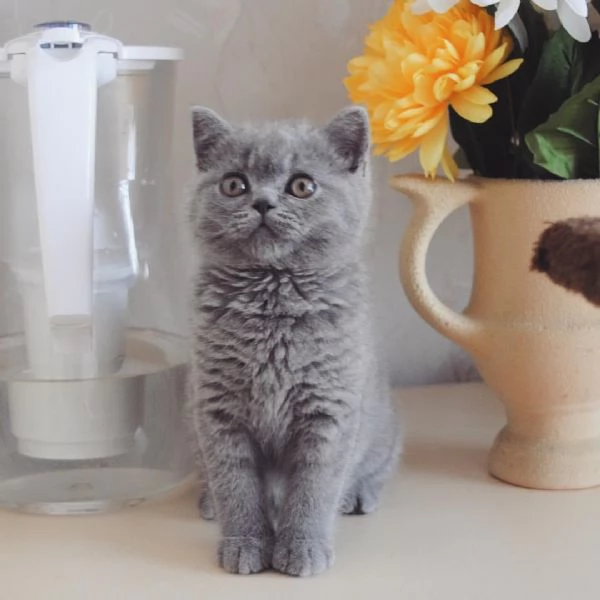 Due cucciole british shorthair