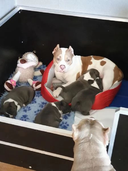 Disponibili da subito cuccioli di american pitbull